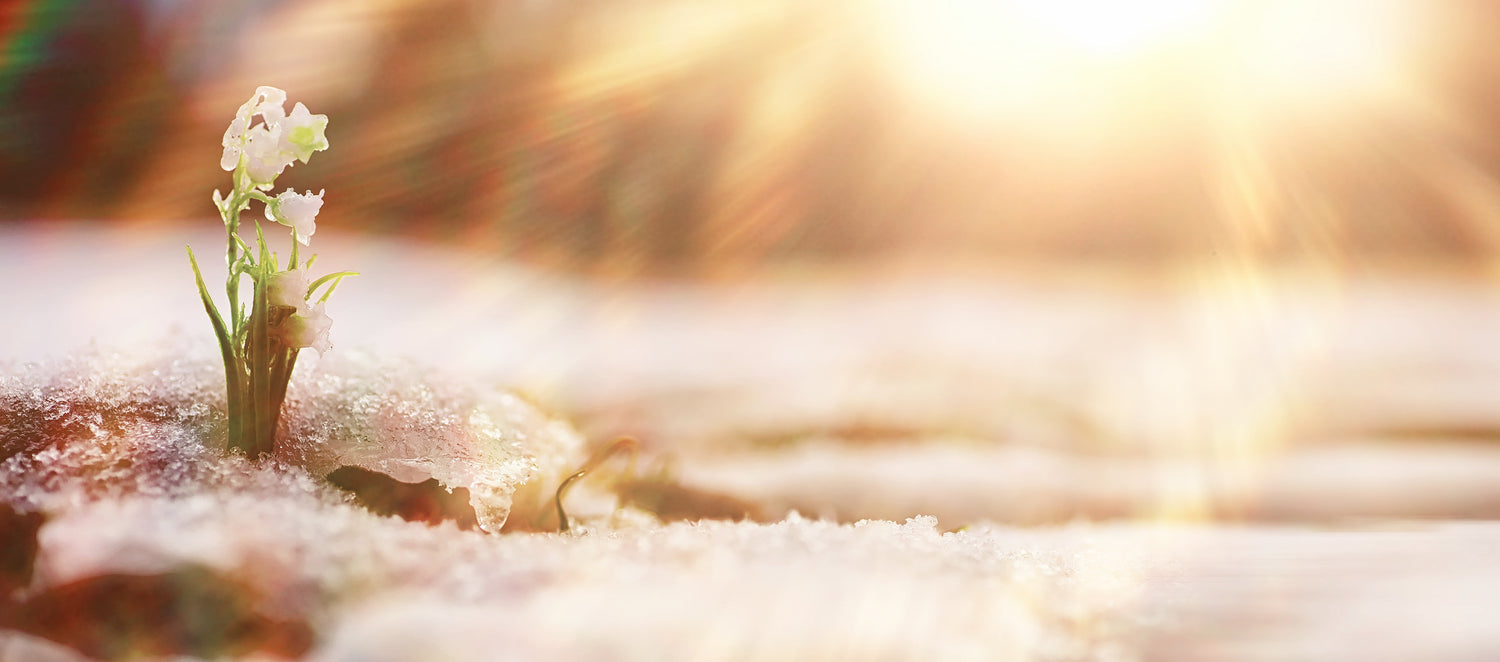 Hvorfor tenke på pollen nå?