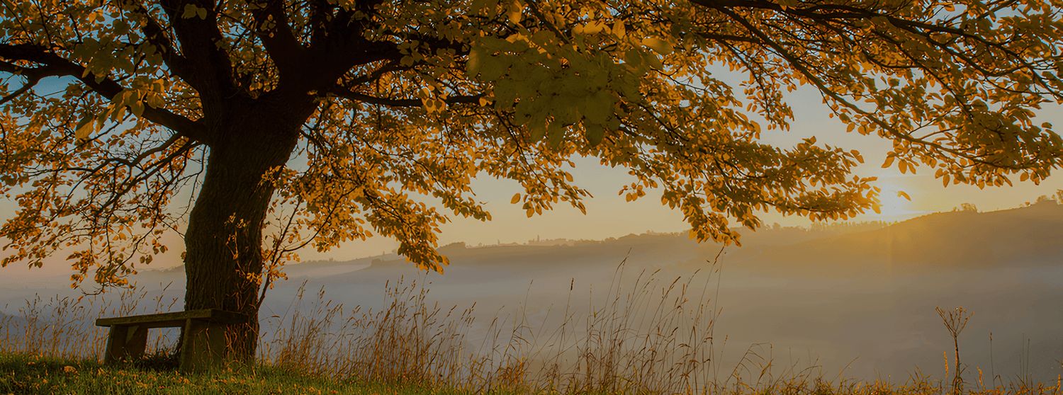 Hvorfor tenke på pollen nå?